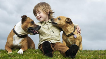 Фотография к новости: Испанияда иттің саны баладан асып кетті