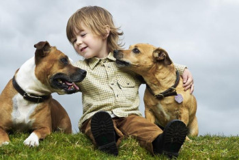 Фотография к новости: Испанияда иттің саны баладан асып кетті