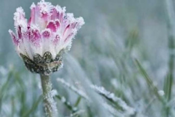 Фотография к новости: Еліміздің 5 облысында -3 градусқа дейін үсік жүреді