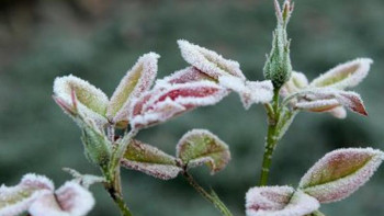 Фотография к новости: Еліміздің үш өңірінде үсік жүреді 