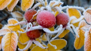 Фотография к новости: Алдағы үш күнге ауа райы болжамы