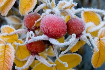 Фотография к новости: Алдағы үш күнге ауа райы болжамы