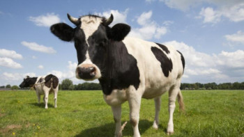 Фотография к новости: Англияда табын сиыр 87 жастағы қарияны таптап өлтірді