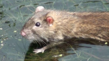 Фотография к новости: Шымкенттіктер Қошқарата өзенінде жаппай жүзіп жүрген егеуқұйрықтарды байқаған