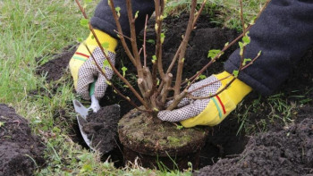 Фотография к новости: Ақтөбе бағында жеміс ағаштары отырғызылады 