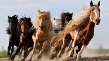 Фотография к новости: "Даудың басы Алпамыстың жылқысы": бір үйір жылқы екі ауылды жанжалдастырды