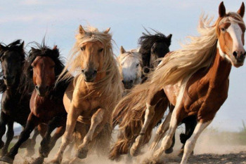 Фотография к новости: "Даудың басы Алпамыстың жылқысы": бір үйір жылқы екі ауылды жанжалдастырды