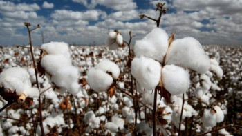 Фотография к новости: ﻿Биыл Түркістан облысында 340 мың тонна мақта жиналмақ