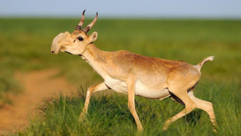 Фотография к новости: Киік атқандар 10,8 млн теңге айыппұл төледі