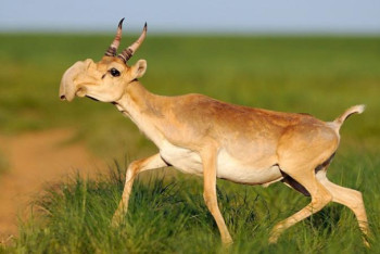 Фотография к новости: Киік атқандар 10,8 млн теңге айыппұл төледі