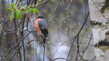 Фотография к новости: Демалыс күндеріне арналған ауа райы болжамы