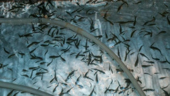 Фотография к новости: Ертіске жарты миллионға жуық шабақ жіберілді