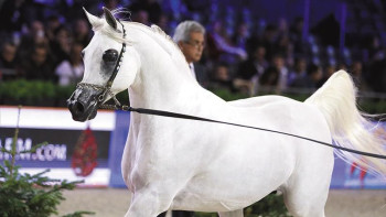 Фотография к новости: Алматыда «Тұлпар-2019» жылқы көрмесі өтеді