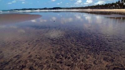 Бразилияның солтүстік-шығыс жағалауына мұнай төгіліп, тасбақалар қырылды