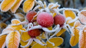 Фотография к новости: Еліміздің шығысында -12°С-қа дейін суық болады