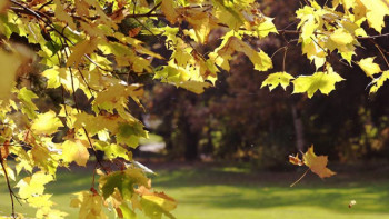 Фотография к новости: 2 қазанға арналған ауа райы болжамы 