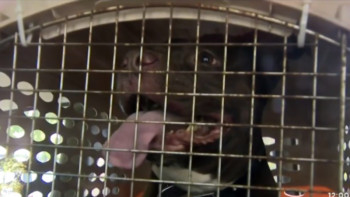 Фотография к новости: Нью-Йоркте питбуль қазақстандық дипломаттың қызына бас салды