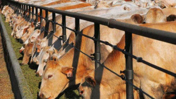 Фотография к новости: Депутат мал шаруашылығын субсидиялаудан бас тарту себебін сұрады