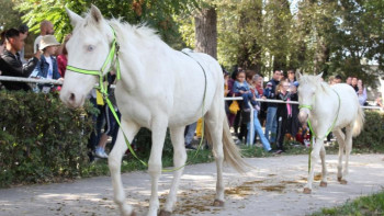 Фотография к новости: Алматыдағы жылқы көрмесіне «Жетісу асылы» да келді 