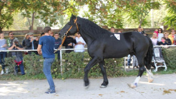 Фотография к новости: Бес жасында 550 кг ет беретін «Барон»
