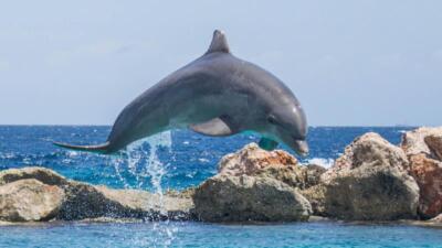 Африкада екі жүзден астам дельфин қырылды