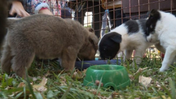 Фотография к новости: Елордада иесіз қалған үй жануарларының жәрмеңкесі өтті