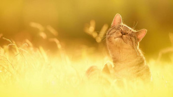 Фотография к новости: Шығыс Қазақстанда жылы ауа райы сақталады