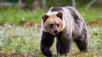 Фотография к новости: Ресейде аю әйелді талап өлтірді