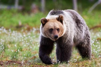 Фотография к новости: Ресейде аю әйелді талап өлтірді