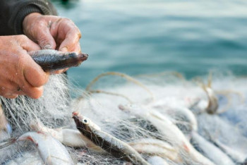 Фотография к новости: ﻿Алматы облысында табиғат қорғау заңнамасын бұзудың 70-ке жуық дерегі анықталды