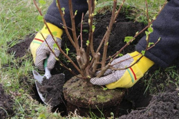 Фотография к новости: Қазақстанда 1 млн ағаш отырғызылады