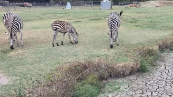 Фотография к новости: АҚШ-тың оңтүстік штаттарын қуаңшылық жайлады
