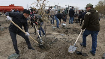 Фотография к новости: Атырауда 4 мың көшет отырғызылды
