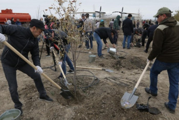 Фотография к новости: Атырауда 4 мың көшет отырғызылды