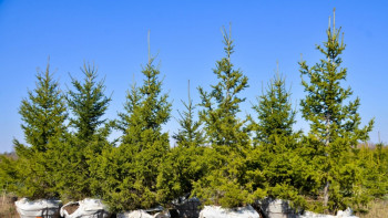 Фотография к новости: Елордада 5 мыңға жуық ағаш отырғызылады