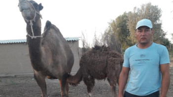 Фотография к новости: Түйе шаруашылығымен айналысатын кәсіпкер: Мал бар жерде береке бар