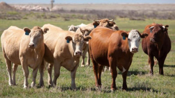Фотография к новости: Ертістен бір табын сиырды айдап әкеткен барымташы Ақмолада қолға түсті