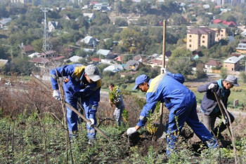 Фотография к новости: Көк Төбеге қызғалдақтар мен алма көшеттері отырғызылды