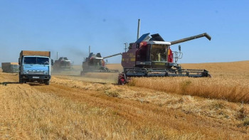 Фотография к новости: Солтүстік Қазақстанда егін алқабының 97% астамы орылды