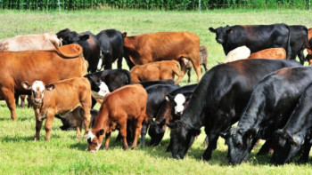 Фотография к новости: Қазақстан аумағынан мал шығаруға тыйым салынды