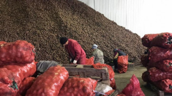 Фотография к новости: Ақтөбенің тұрақтандыру қорына көкөніс жеткізіліп жатыр