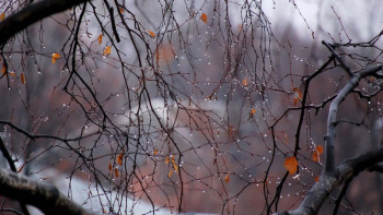 Фотография к новости: Еліміздің басым бөлігінде жаңбыр жауып, дауыл соғады