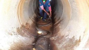 Фотография к новости: Желіде канализациядан табылған ұзындығы 4 метрден асатын кобраның видеосы пайда болды