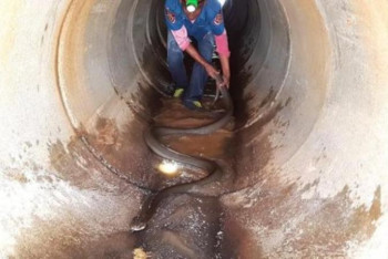 Фотография к новости: Желіде канализациядан табылған ұзындығы 4 метрден асатын кобраның видеосы пайда болды