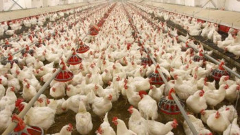 Фотография к новости: Қазақстандықтар жылына 300 мың тонна құс етін пайдаланады  