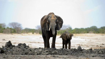 Фотография к новости: Зимбабведе пілдер жаппай қырылып жатыр 
