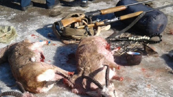 Фотография к новости: Қарақұйрықты атқан браконьерлер ұсталды 