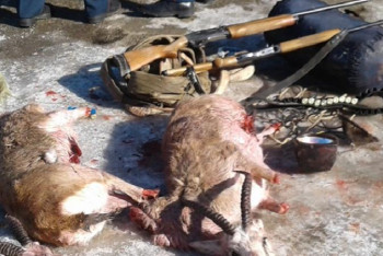 Фотография к новости: Қарақұйрықты атқан браконьерлер ұсталды 