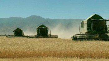 Фотография к новости: Жамбыл облысында 430 мың тоннадан астам арпа жиналды