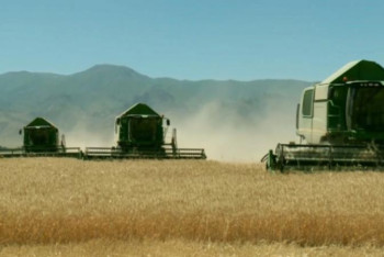 Фотография к новости: Жамбыл облысында 430 мың тоннадан астам арпа жиналды